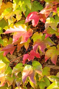 orange and green leaves on a old stone wall