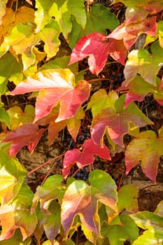 orange and green leaves on a old stone wall