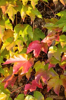 orange and green leaves on a old stone wall