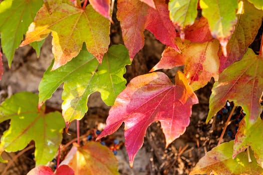 orange and green leaves on a old stone wall