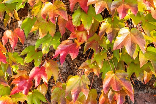 orange and green leaves on a old stone wall