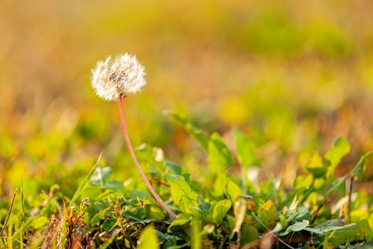 Dandelion in the park. Notice: shallow depth of field.