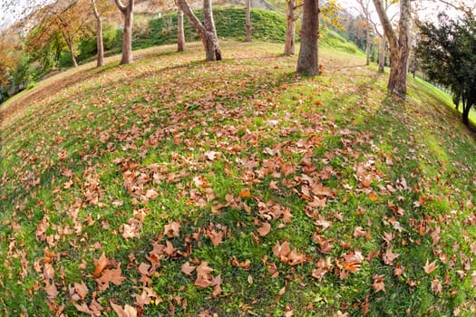 Orange fallen leaves in the park at autumn