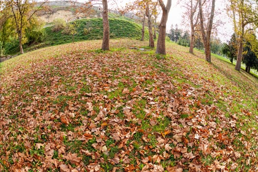 Orange fallen leaves in the park at autumn