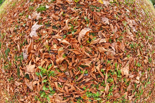 orange fallen leaves in the park