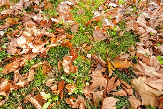 Orange fallen leaves in the park at autumn