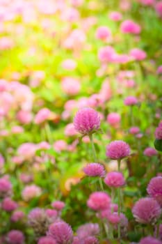 The background image of the colorful flowers, background nature