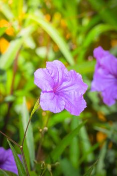 The background image of the colorful flowers, background nature