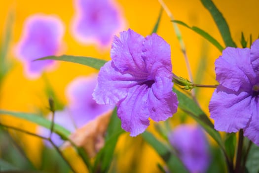 The background image of the colorful flowers, background nature