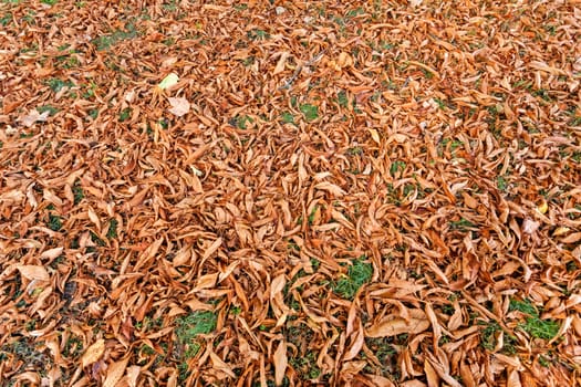 Orange fallen leaves in the park at autumn