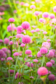 The background image of the colorful flowers, background nature