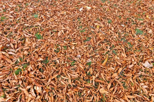 orange fallen leaves in the park