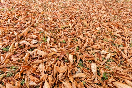 Orange fallen leaves in the park at autumn