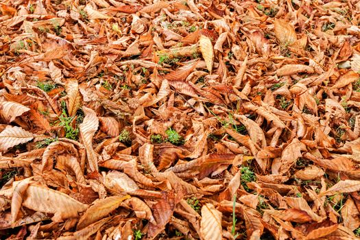 leaves in the park on a sunny day