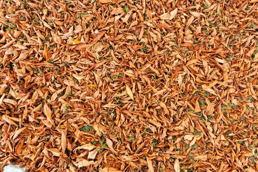 leaves in the park on a sunny day