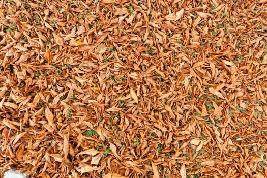 Orange fallen leaves in the park at autumn