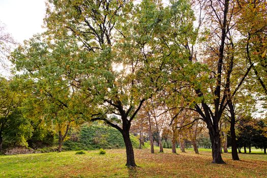 trees with fallen leaves in the park on a sunny day