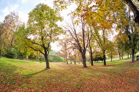 trees with fallen leaves in the park