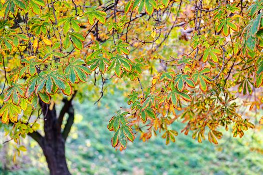 leaves in the park on a sunny day