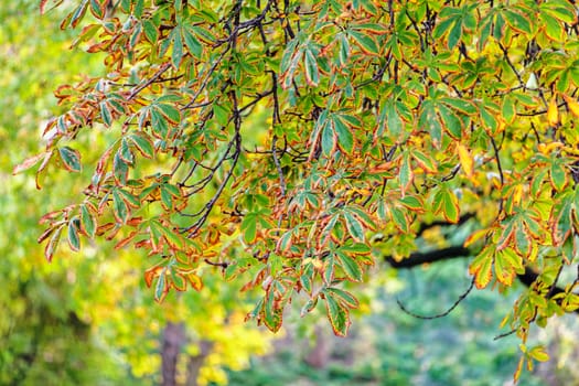 trees in park on a sunny day, Belgrade Serbia