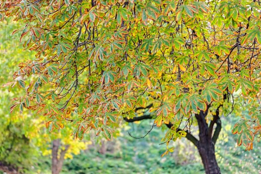 trees in park on a sunny day, Belgrade Serbia