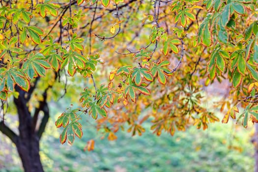 trees in park on a sunny day, Belgrade Serbia