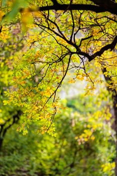 trees in park on a sunny day with green foliage