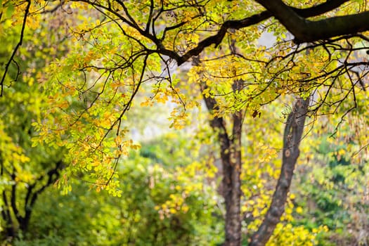 trees in park on a sunny day, Belgrade Serbia