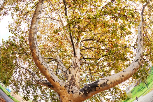 trees in park on a sunny day with green foliage