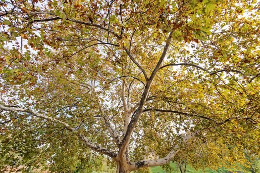 trees in park on a sunny day, Belgrade Serbia