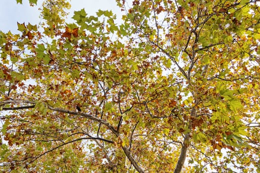 trees in park on a sunny day, Belgrade Serbia