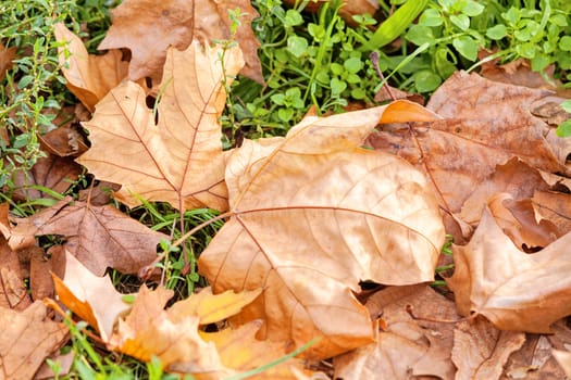 Orange fallen leaves in the park at autumn