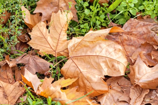 Orange fallen leaves in the park at autumn