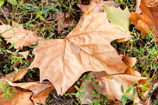 leaves in the park on a sunny day