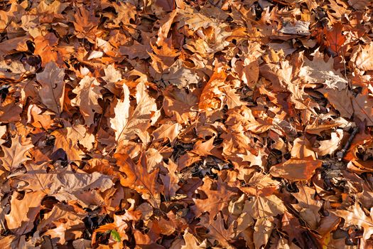 orange fallen leaves in the park