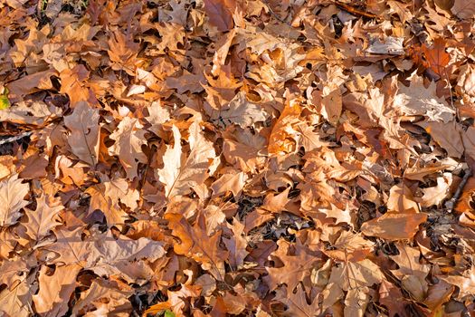 leaves in the park on a sunny day