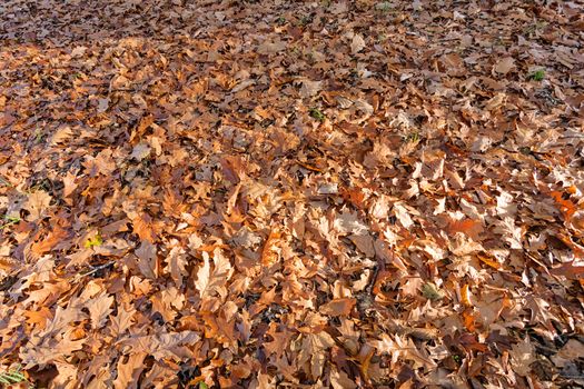 leaves in the park on a sunny day