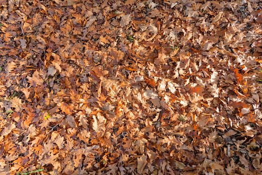 leaves in the park on a sunny day