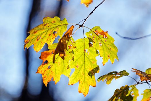 leaves in the park on a sunny day