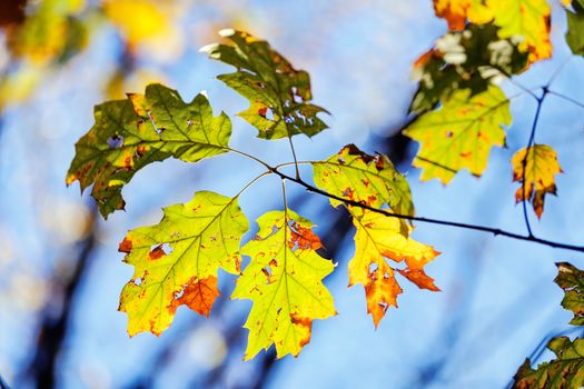 leaves in the park on a sunny day