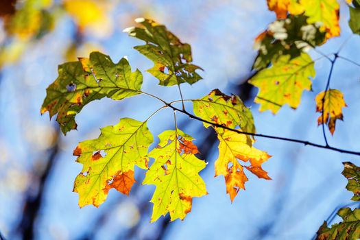 leaves in the park on a sunny day