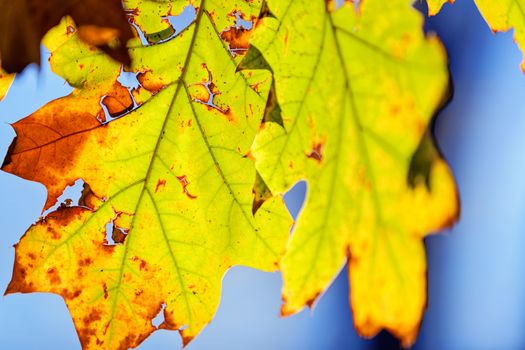 leaves in the park on a sunny day