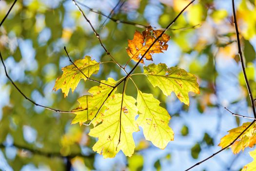 leaves in the park on a sunny day