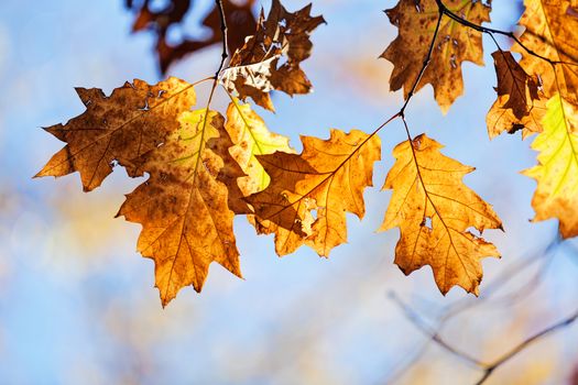 leaves in the park on a sunny day