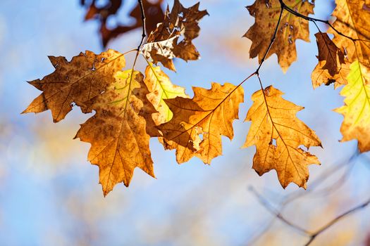 leaves in the park on a sunny day