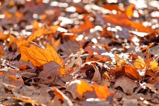 leaves in the park on a sunny day