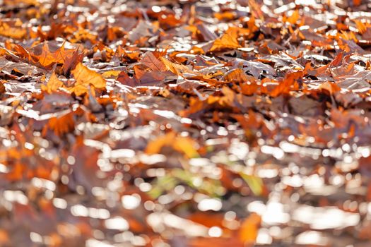 leaves in the park on a sunny day