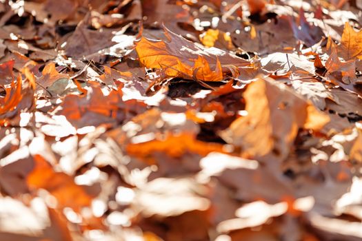 leaves in the park on a sunny day