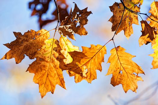 leaves in the park on a sunny day