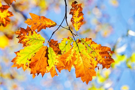 leaves in the park on a sunny day